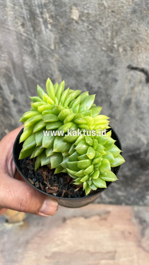 Echeveria Gilva Cristata Variegated, real gallery image #22 plants. Picture taken directly from kaktus.id community Echeveria farmer green houses.
