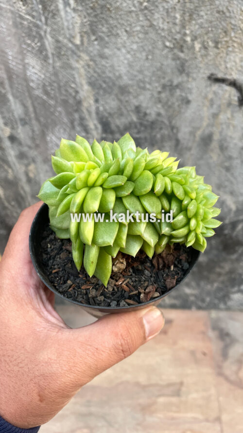 Echeveria Gilva Cristata Variegated, real gallery image #44 plants. Picture taken directly from kaktus.id community Echeveria farmer green houses.