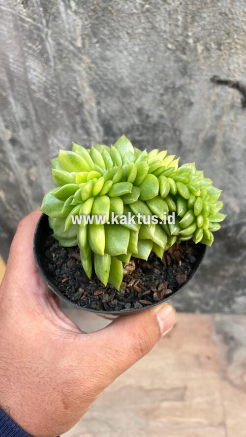 Echeveria Gilva Cristata Variegated, real gallery image #43 plants. Picture taken directly from kaktus.id community Echeveria farmer green houses.