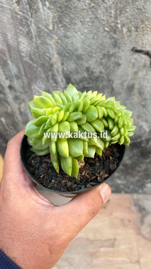 Echeveria Gilva Cristata Variegated, real gallery image #42 plants. Picture taken directly from kaktus.id community Echeveria farmer green houses.