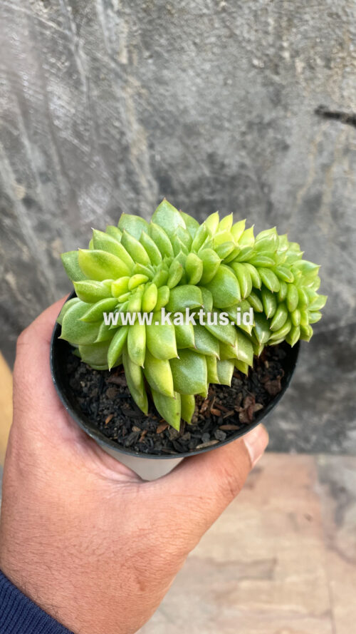 Echeveria Gilva Cristata Variegated, real gallery image #41 plants. Picture taken directly from kaktus.id community Echeveria farmer green houses.