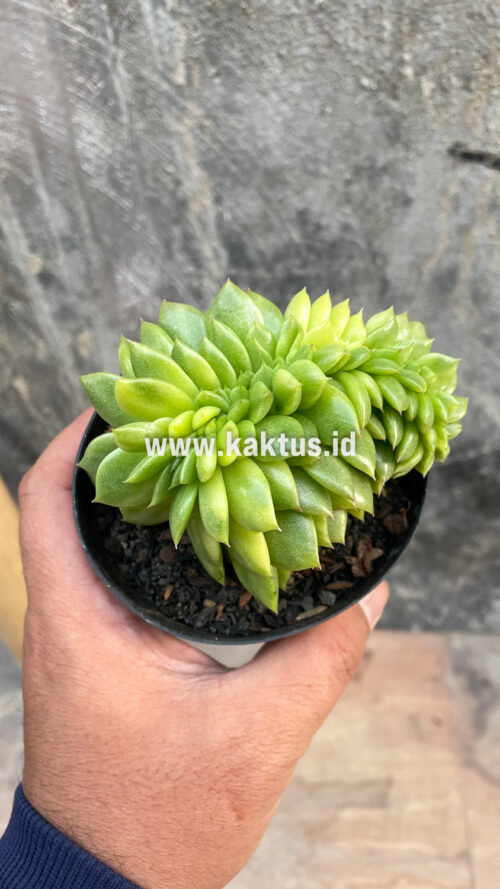Echeveria Gilva Cristata Variegated, real gallery image #40 plants. Picture taken directly from kaktus.id community Echeveria farmer green houses.