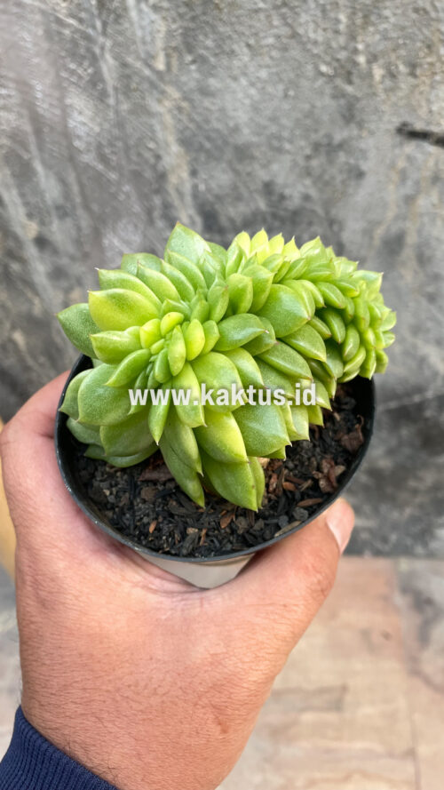Echeveria Gilva Cristata Variegated, real gallery image #39 plants. Picture taken directly from kaktus.id community Echeveria farmer green houses.