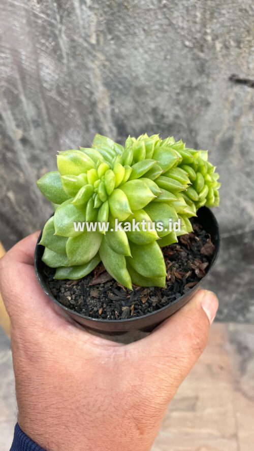 Echeveria Gilva Cristata Variegated, real gallery image #38 plants. Picture taken directly from kaktus.id community Echeveria farmer green houses.
