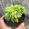 Echeveria Gilva Cristata Variegated, real feature image plant. Picture taken directly from kaktus.id community Echeveria farmer green houses.