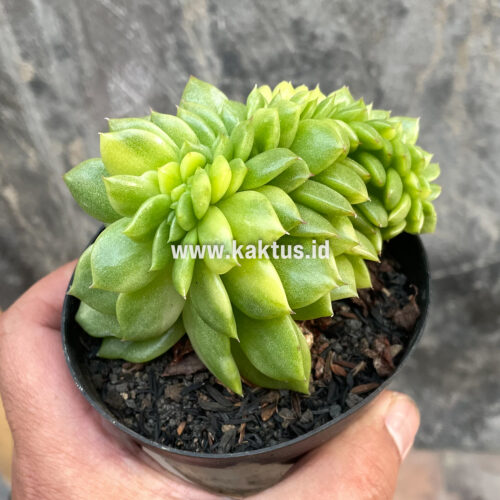 Echeveria Gilva Cristata Variegated, real feature image plant. Picture taken directly from kaktus.id community Echeveria farmer green houses.