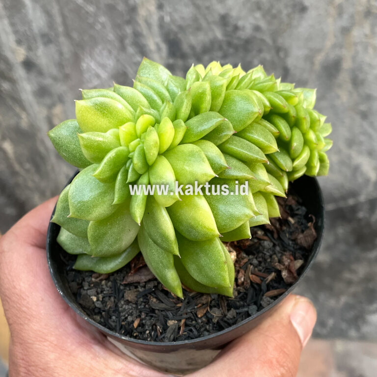 076. Echeveria Gilva Cristata Variegated
