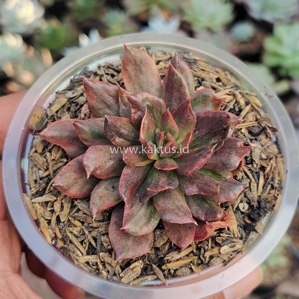 kaktus.id
