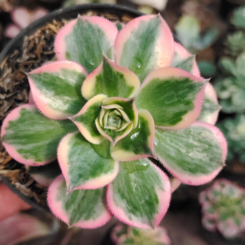Aeonium Decorum Cv. Sunburst, real gallery image #9 plants. Picture taken directly from kaktus.id community Aeonium farmer green houses.