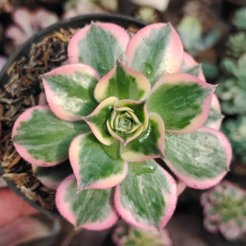 Aeonium Decorum Cv. Sunburst, real gallery image #10 plants. Picture taken directly from kaktus.id community Aeonium farmer green houses.