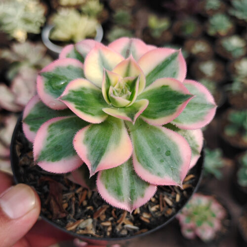 Aeonium Decorum Cv. Sunburst, real gallery image #11 plants. Picture taken directly from kaktus.id community Aeonium farmer green houses.