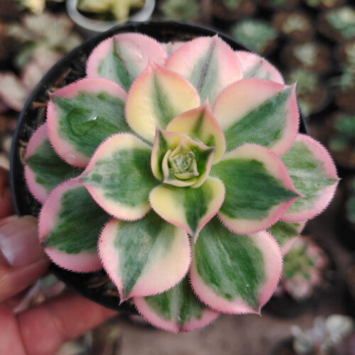 Aeonium Decorum Cv. Sunburst, real gallery image #12 plants. Picture taken directly from kaktus.id community Aeonium farmer green houses.