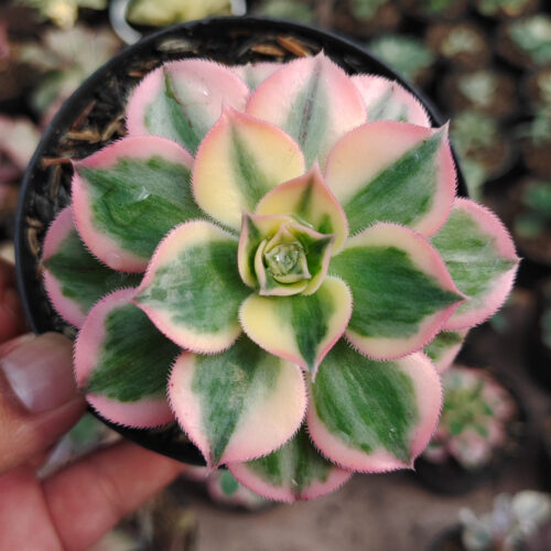 Aeonium Decorum Cv. Sunburst, real gallery image #13 plants. Picture taken directly from kaktus.id community Aeonium farmer green houses.