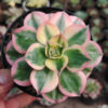 Aeonium Decorum Cv. Sunburst, real gallery image #14 plants. Picture taken directly from kaktus.id community Aeonium farmer green houses.