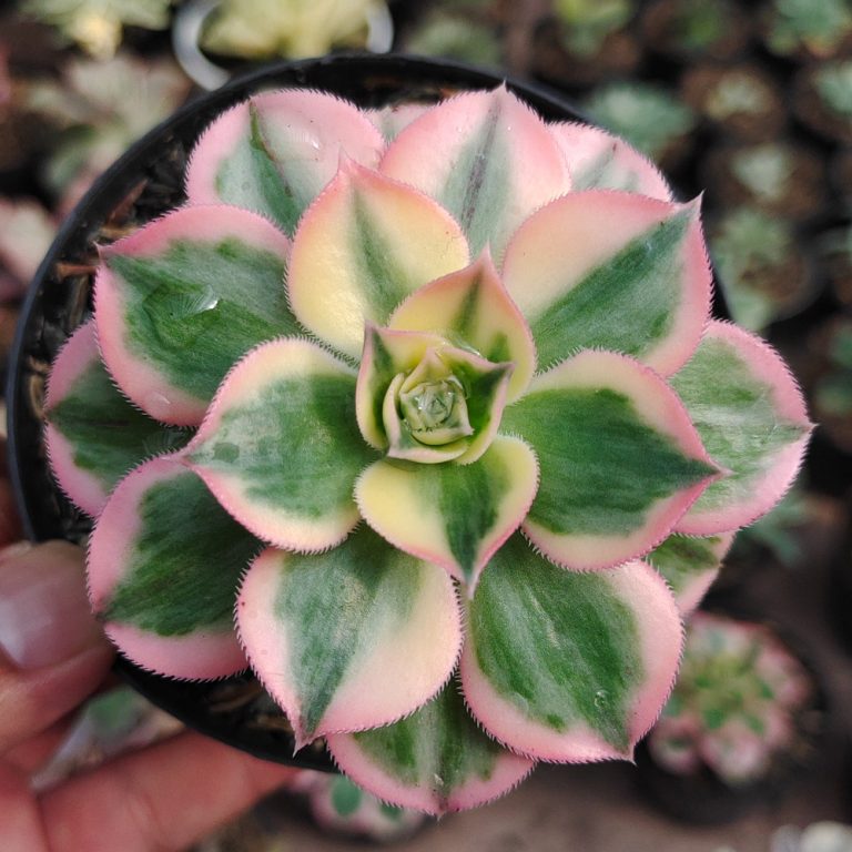 184. Aeonium Decorum Cv. Sunburst