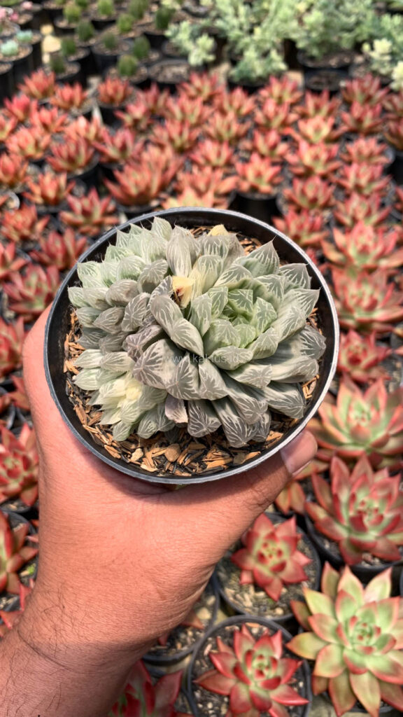 kaktus.id