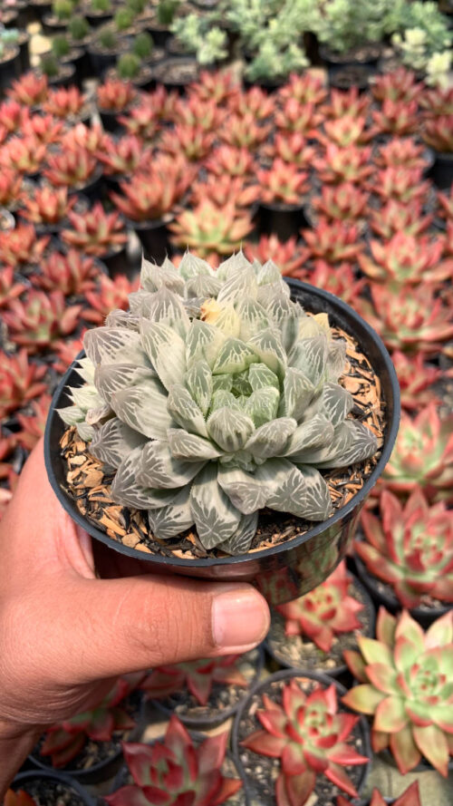 Haworthia Cooperi Var. Truncata White Variegated, real gallery image #2 plants. Picture taken directly from kaktus.id community Haworthia farmer green houses.