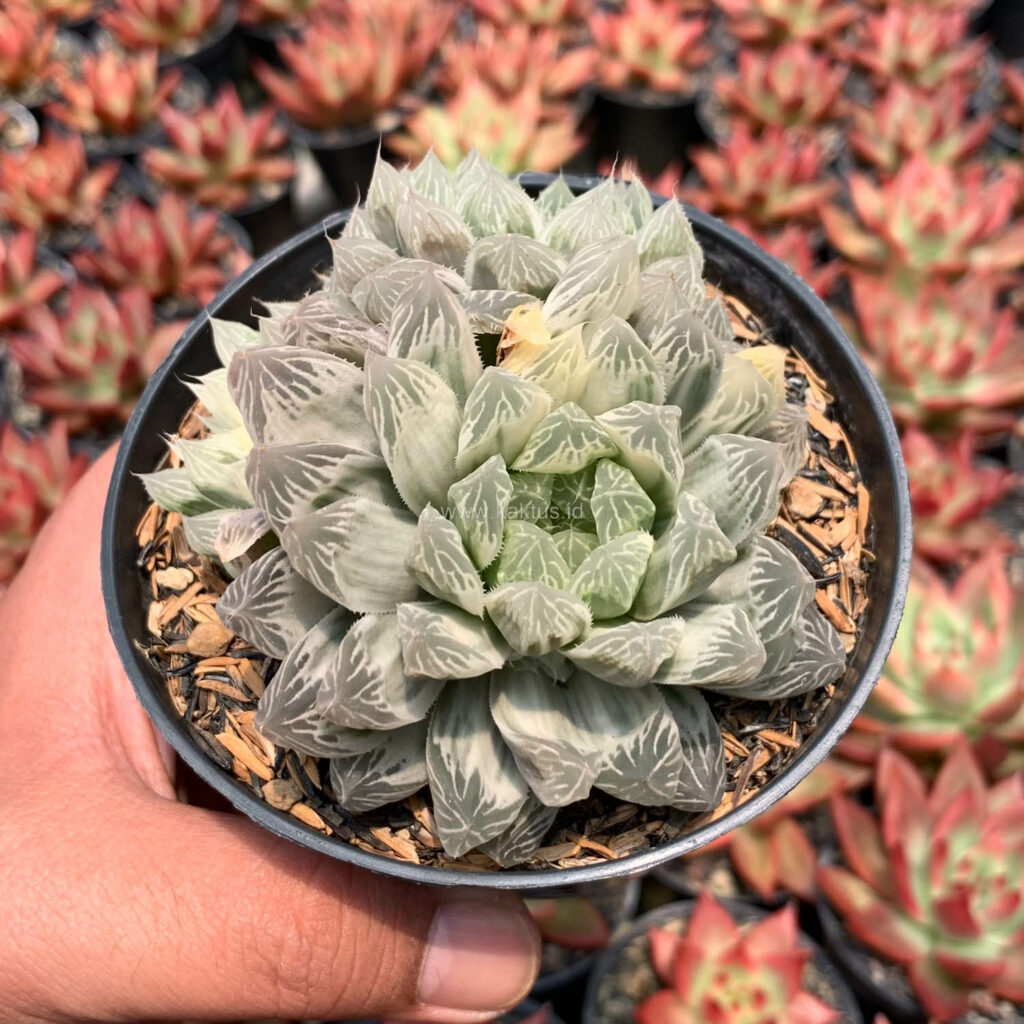 kaktus.id