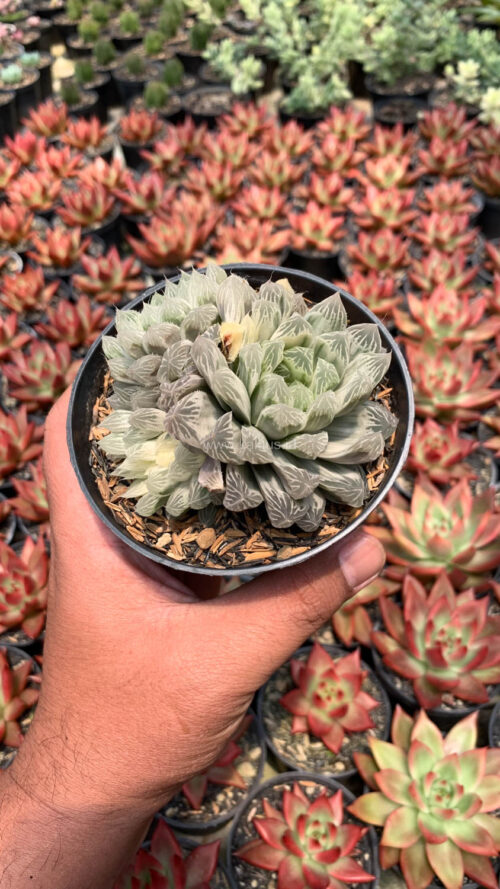 Haworthia Cooperi Var. Truncata White Variegated, real gallery image #8 plants. Picture taken directly from kaktus.id community Haworthia farmer green houses.