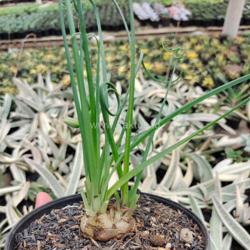 Albuca Spiralis, real gallery image #4 plants. Picture taken directly from kaktus.id community Albuca farmer green houses.