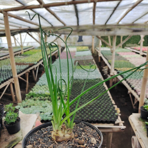 Albuca Spiralis, real gallery image #5 plants. Picture taken directly from kaktus.id community Albuca farmer green houses.