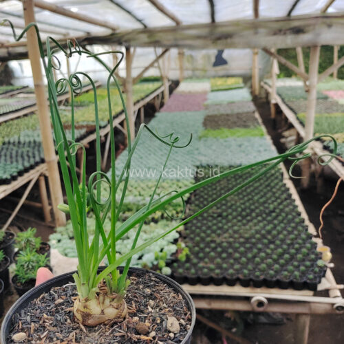Albuca Spiralis, real gallery image #7 plants. Picture taken directly from kaktus.id community Albuca farmer green houses.