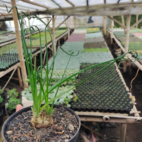 Albuca Spiralis, real gallery image #6 plants. Picture taken directly from kaktus.id community Albuca farmer green houses.