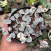 Ceropegia Woodii Pink Variegated 'String of Hearts', real gallery image #2 plants. Picture taken directly from kaktus.id community Ceropegia farmer green houses.