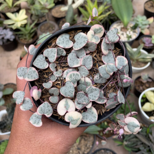Ceropegia Woodii Pink Variegated 'String of Hearts', real gallery image #3 plants. Picture taken directly from kaktus.id community Ceropegia farmer green houses.
