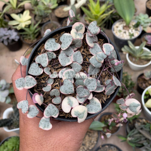 Ceropegia Woodii Pink Variegated 'String of Hearts', real gallery image #4 plants. Picture taken directly from kaktus.id community Ceropegia farmer green houses.