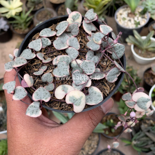 Ceropegia Woodii Pink Variegated 'String of Hearts', real gallery image #5 plants. Picture taken directly from kaktus.id community Ceropegia farmer green houses.