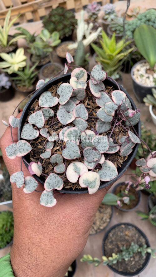 Ceropegia Woodii Pink Variegated 'String of Hearts', real gallery image #6 plants. Picture taken directly from kaktus.id community Ceropegia farmer green houses.
