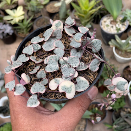 Ceropegia Woodii Pink Variegated 'String of Hearts', real gallery image #7 plants. Picture taken directly from kaktus.id community Ceropegia farmer green houses.