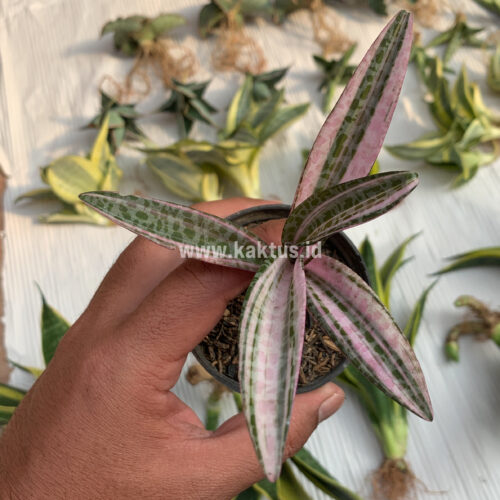 Ledebouria Socialis Pink Variegated, real gallery image #3 plants. Picture taken directly from kaktus.id community Ledebouria farmer green houses.