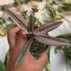 Ledebouria Socialis Pink Variegated, real gallery image #4 plants. Picture taken directly from kaktus.id community Ledebouria farmer green houses.