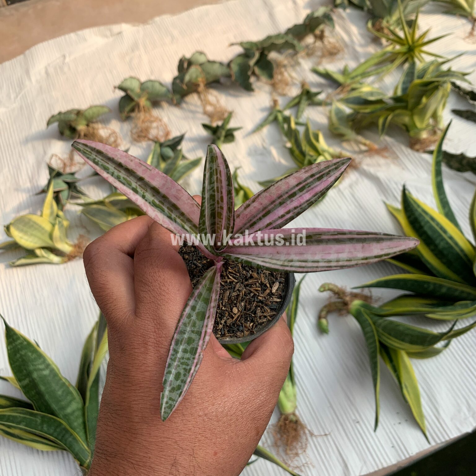 Ledebouria Socialis Pink Variegated, real gallery image #5 plants. Picture taken directly from kaktus.id community Ledebouria farmer green houses.