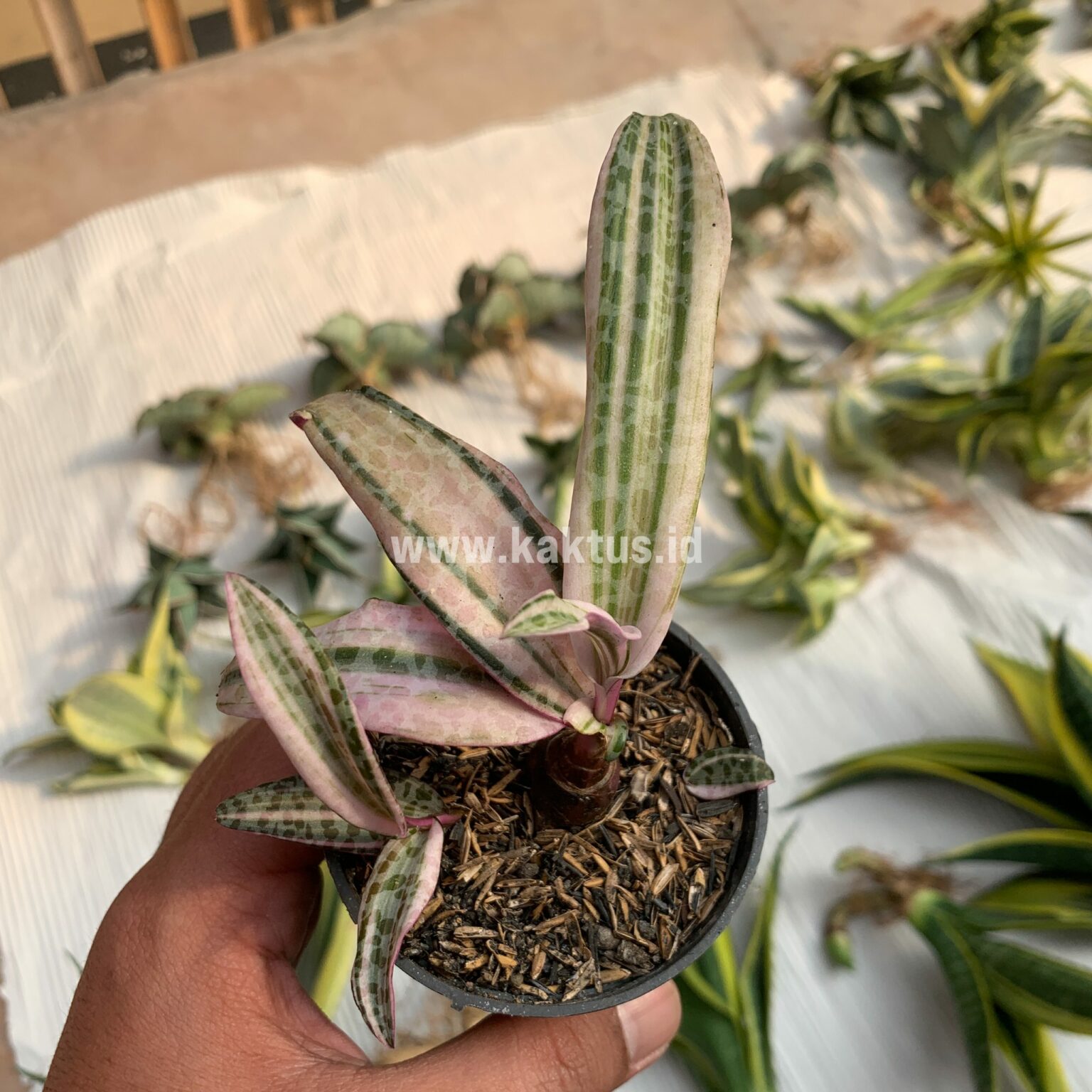 Ledebouria Socialis Pink Variegated, real gallery image #6 plants. Picture taken directly from kaktus.id community Ledebouria farmer green houses.