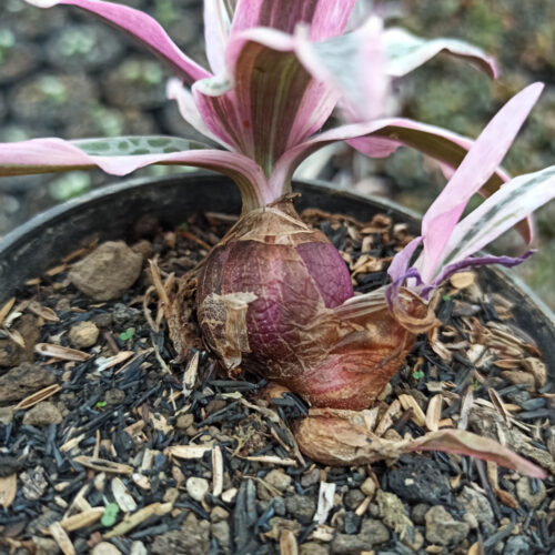 Ledebouria Socialis Pink Variegated, real gallery image #2 plants. Picture taken directly from kaktus.id community Ledebouria farmer green houses.