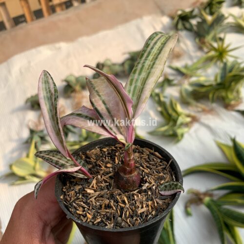 Ledebouria Socialis Pink Variegated, real gallery image #7 plants. Picture taken directly from kaktus.id community Ledebouria farmer green houses.