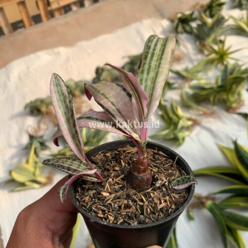 Ledebouria Socialis Pink Variegated, real gallery image #1 plants. Picture taken directly from kaktus.id community Ledebouria farmer green houses.