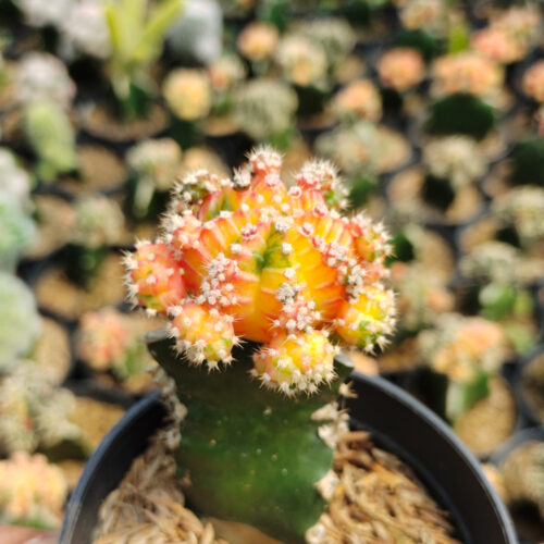 Gymnocalycium Mihanovichii - Rainbow / Tricolor, real gallery image #11 plants. Picture taken directly from kaktus.id community Gymnocalycium farmer green houses.