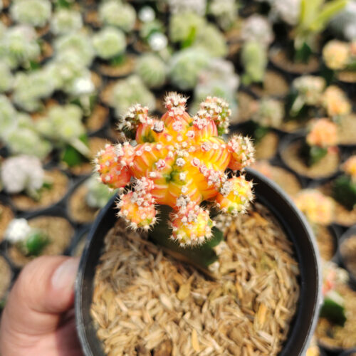 Gymnocalycium Mihanovichii - Rainbow / Tricolor, real gallery image #10 plants. Picture taken directly from kaktus.id community Gymnocalycium farmer green houses.