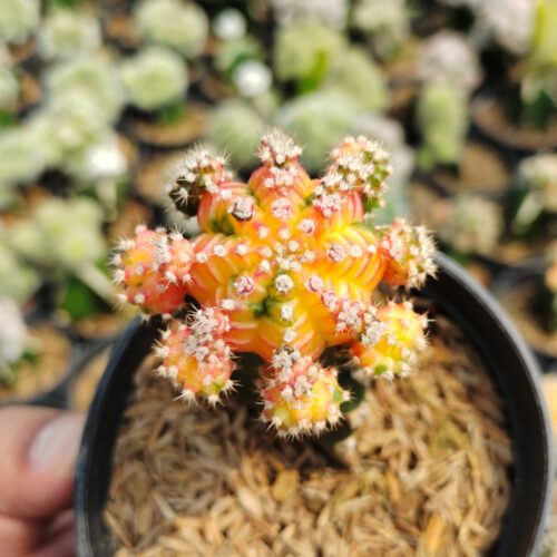 Gymnocalycium Mihanovichii - Rainbow / Tricolor, real gallery image #9 plants. Picture taken directly from kaktus.id community Gymnocalycium farmer green houses.