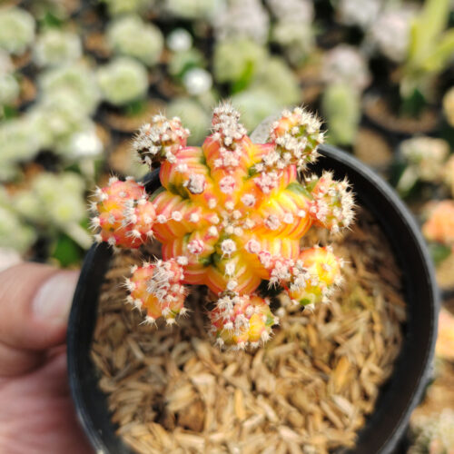 Gymnocalycium Mihanovichii - Rainbow / Tricolor, real gallery image #8 plants. Picture taken directly from kaktus.id community Gymnocalycium farmer green houses.