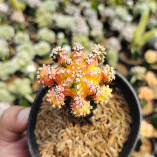 Gymnocalycium Mihanovichii - Rainbow / Tricolor, real gallery image #7 plants. Picture taken directly from kaktus.id community Gymnocalycium farmer green houses.
