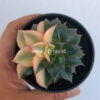 Echeveria Monocerotis Variegated, real feature image plant. Picture taken directly from kaktus.id community Echeveria farmer green houses.