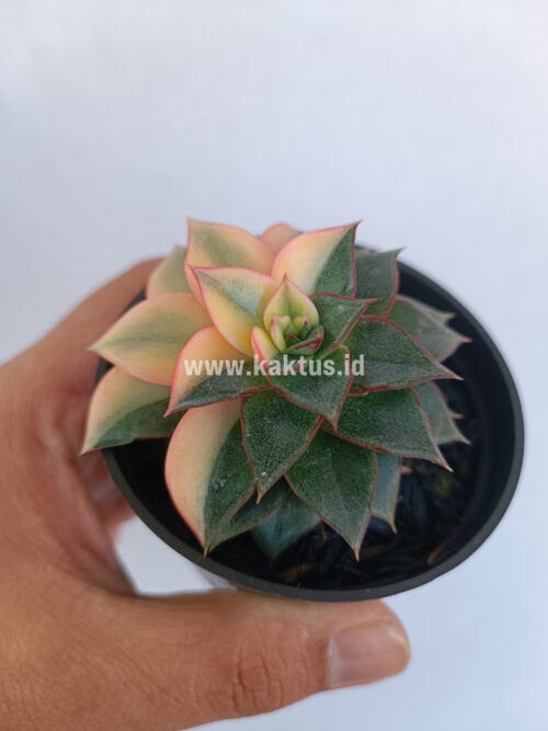 Echeveria Monocerotis Variegated, real gallery image #2 plants. Picture taken directly from kaktus.id community Echeveria farmer green houses.