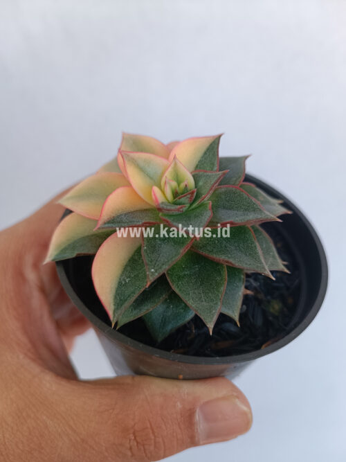 Echeveria Monocerotis Variegated, real gallery image #4 plants. Picture taken directly from kaktus.id community Echeveria farmer green houses.