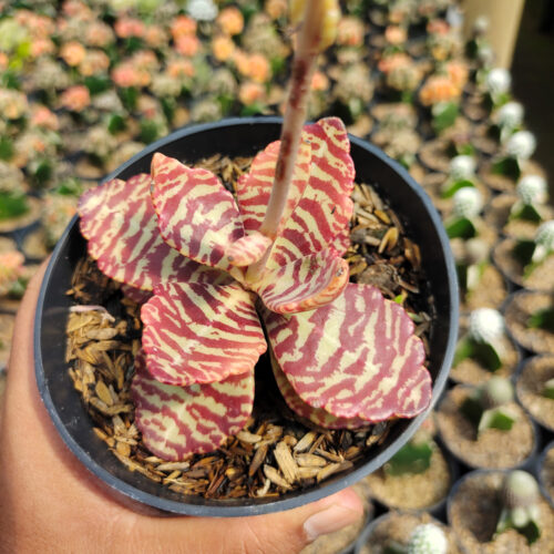 Kalanchoe Humilis, real gallery image #13 plants. Picture taken directly from kaktus.id community Kalanchoe farmer green houses.