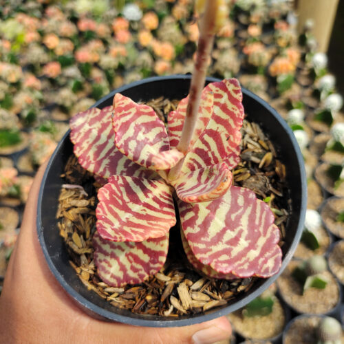 Kalanchoe Humilis, real gallery image #14 plants. Picture taken directly from kaktus.id community Kalanchoe farmer green houses.